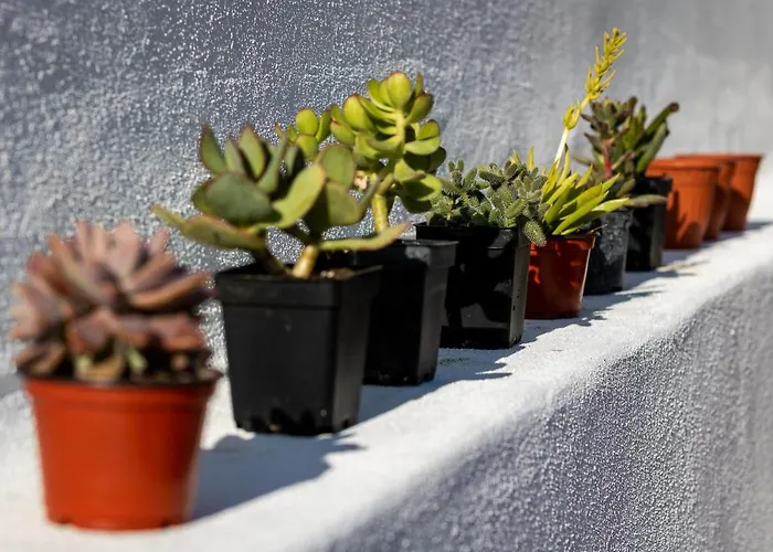 Casa Brancazul * 오양