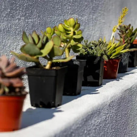 Casa Brancazul * 奥良